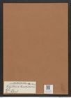Fragilaria castracanei De-Toni (de-Toni-Nr.: Genus 73, Species 2728) Zeichnungen Sammlung Grunow Mappe 02941 (Herbarium_W_Grunow_drawings_Folder_02941)